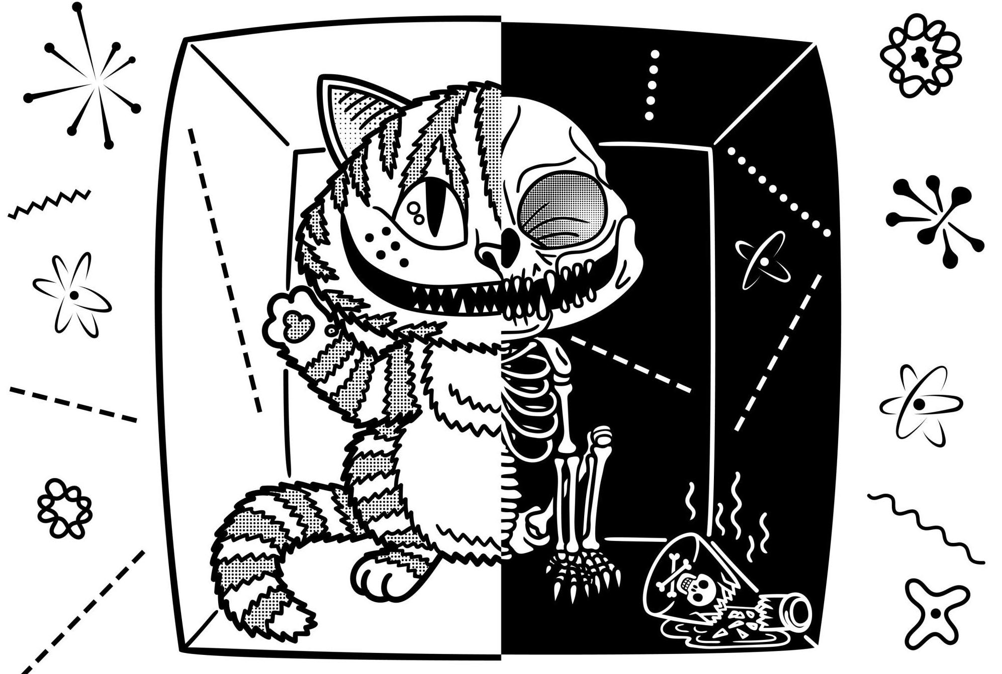 gato gato